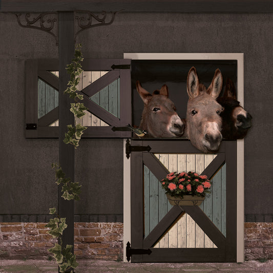 Schuttingzeil Ezels 'Antraciet'