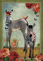 Ansichtkaart Zebra's